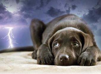 Why Do Thunderstorms Cause So Much Fear And Anxiety In Some Dogs?