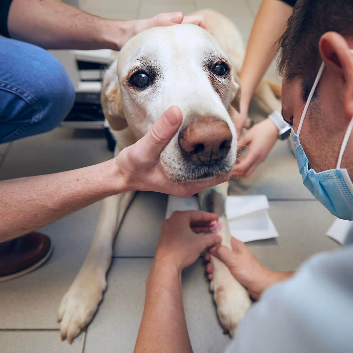 Prepping Dog For Surgery