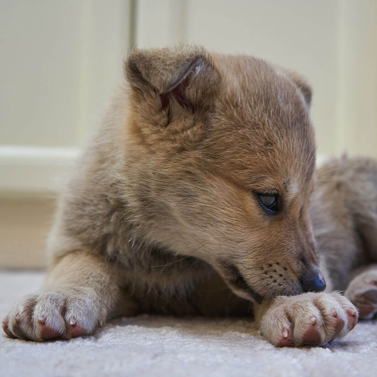 Small Dog Biting Paw