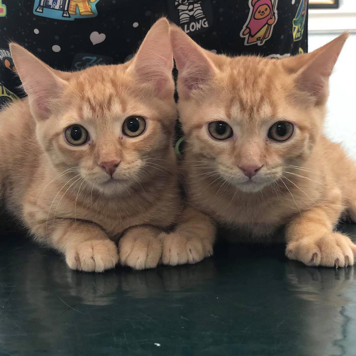 Twin Tabby Kittens